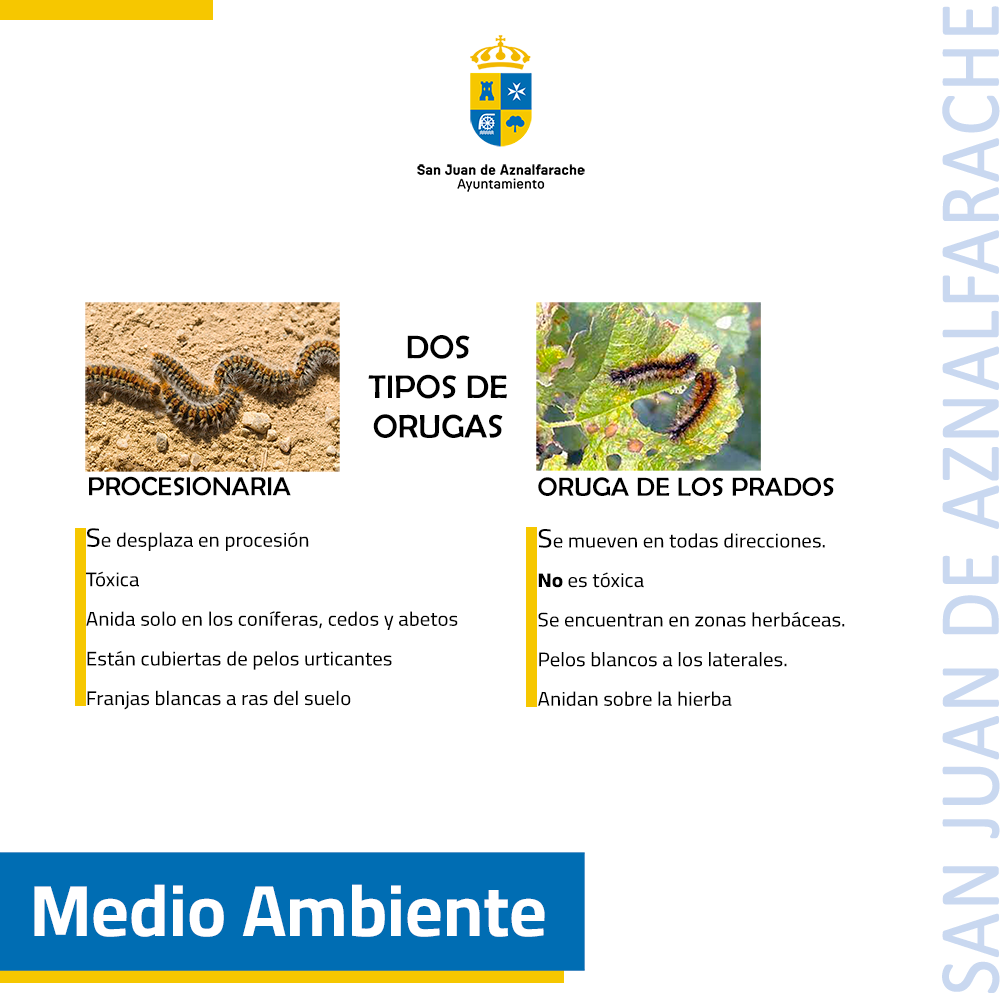 cartel diferencias orugas