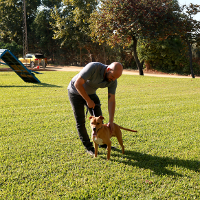 Visita sport dog (118)