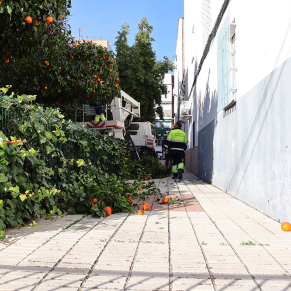 Poda en la Cooperativa enero 26 (67)